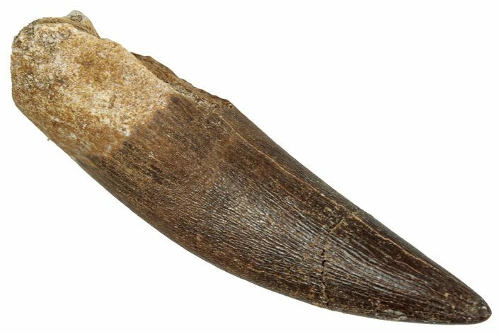 Fossil Plesiosaur (Zarafasaura) Tooth - Morocco #349874